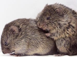 Two prairie voles grooming each other