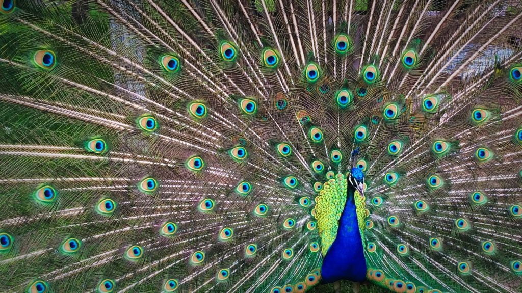 Photo of a peacock fanning its tail
