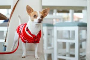 Photo of a chihuahua dog wearing a Christmas jumper