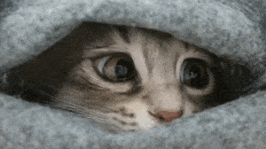 GIF of cat peering out from underneath blankets