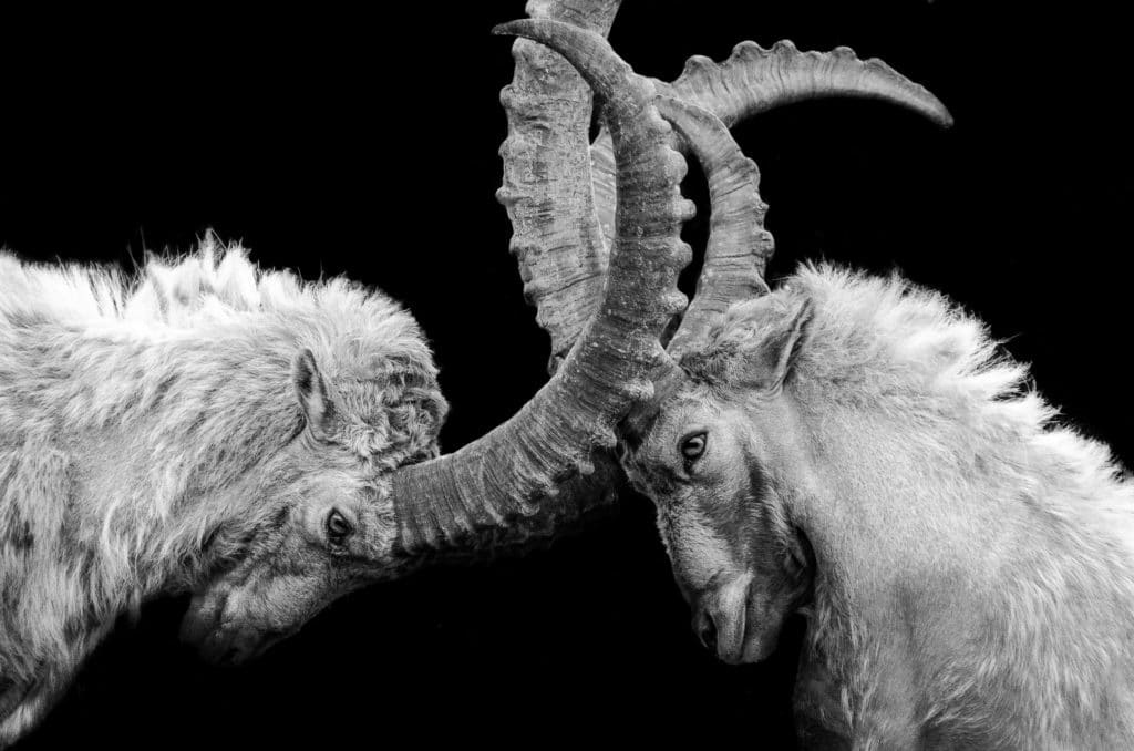 Photo of two rams locking horns